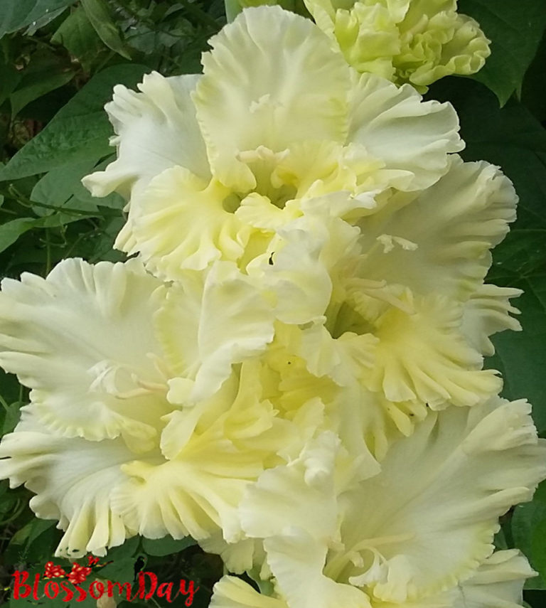 Превью изображения