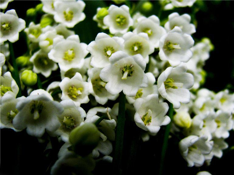 Превью изображения