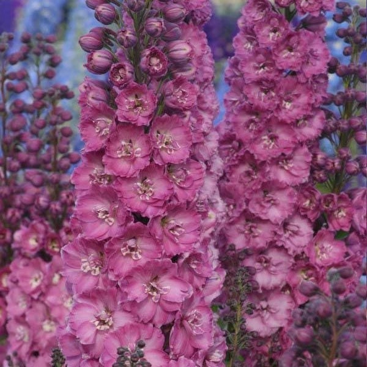 Превью изображения