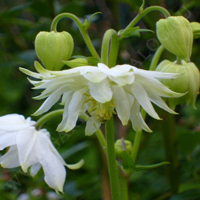 Превью изображения