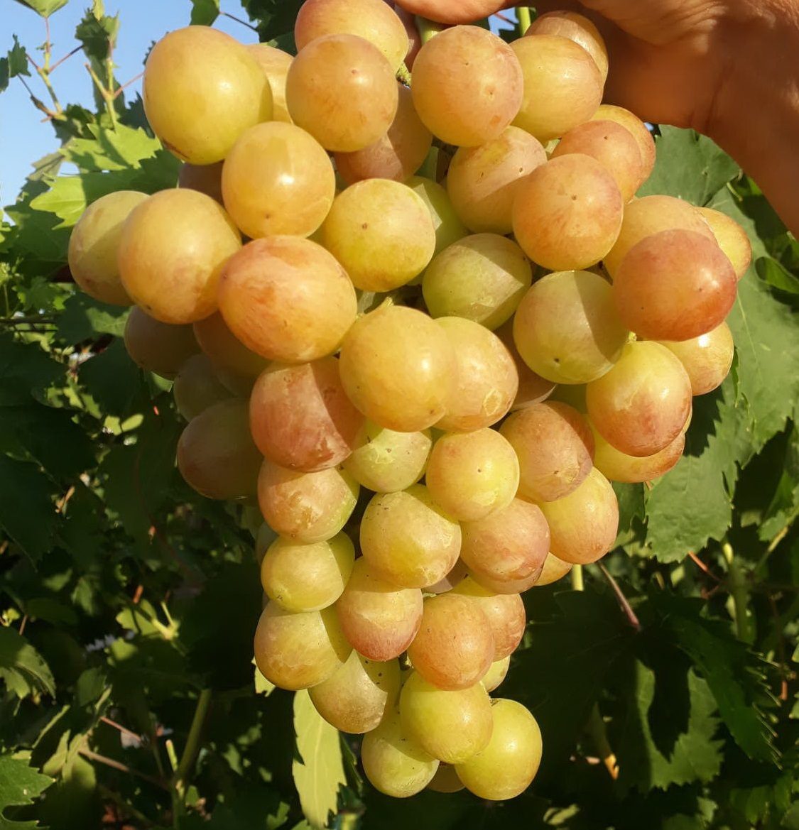 Превью изображения