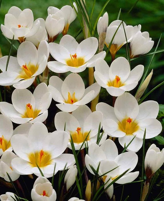 Превью изображения