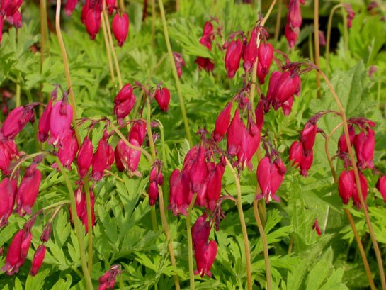 Превью изображения