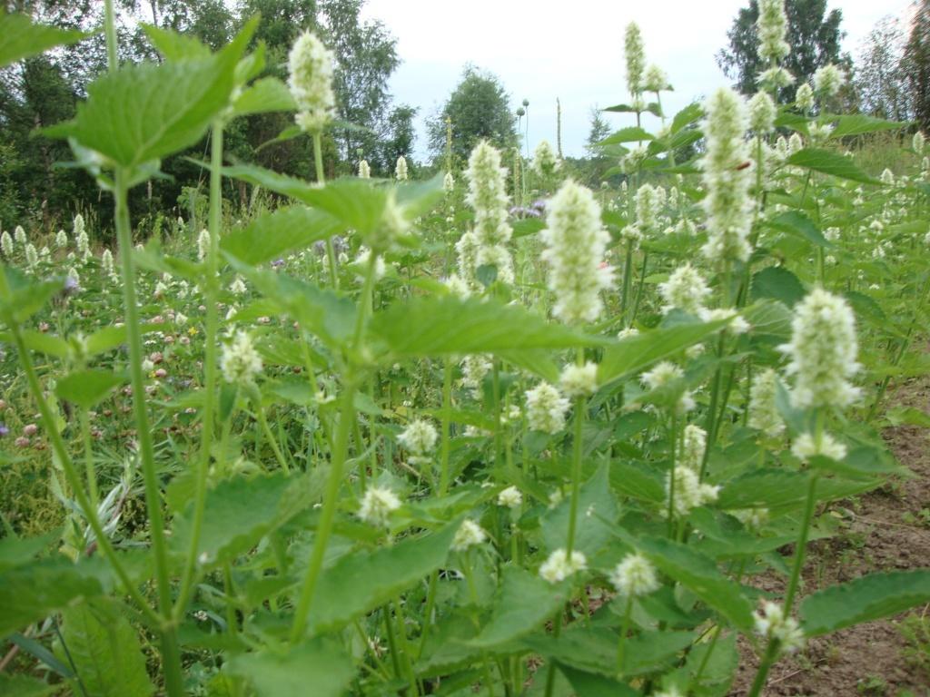 Превью изображения