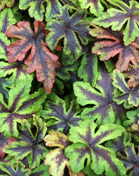 Превью изображения