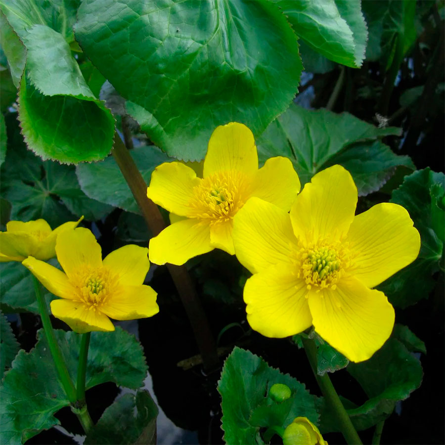 Превью изображения