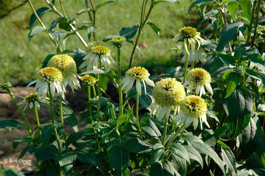 Превью изображения