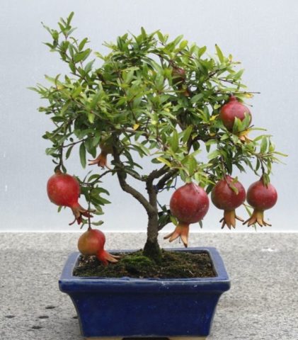 Превью изображения