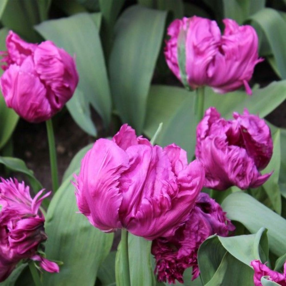 Превью изображения