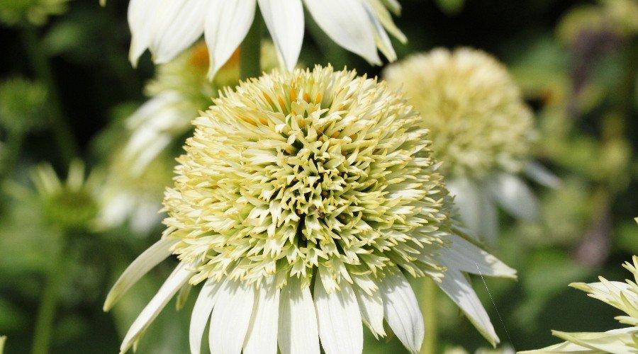 Превью изображения