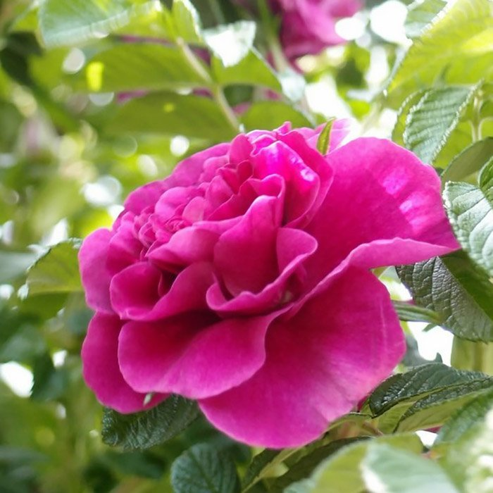 Превью изображения