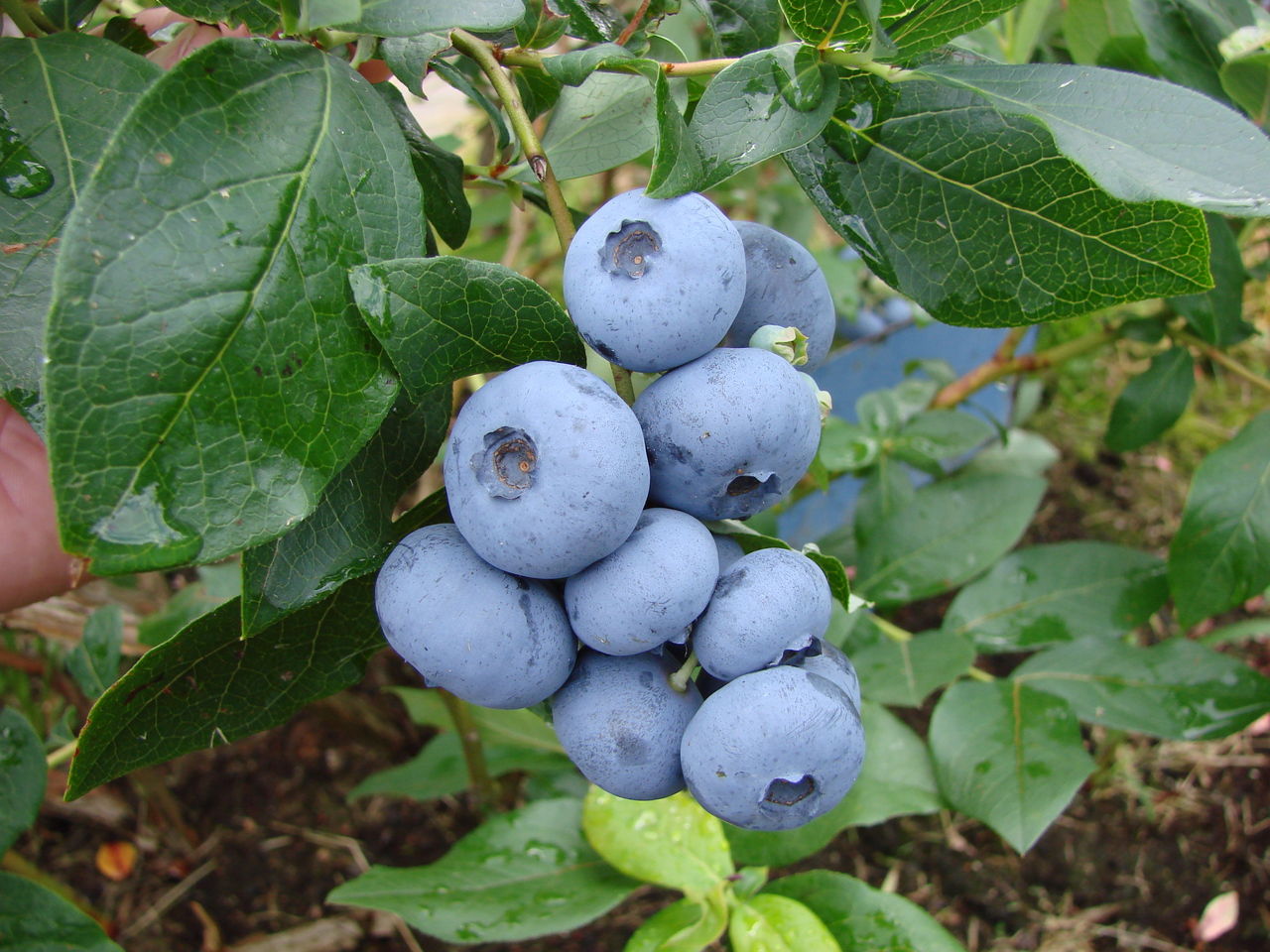 Превью изображения