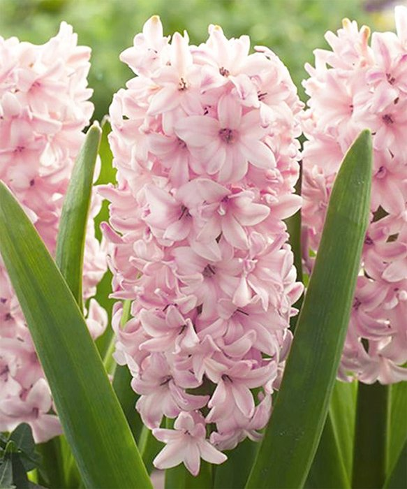 Превью изображения