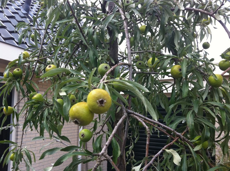 Превью изображения