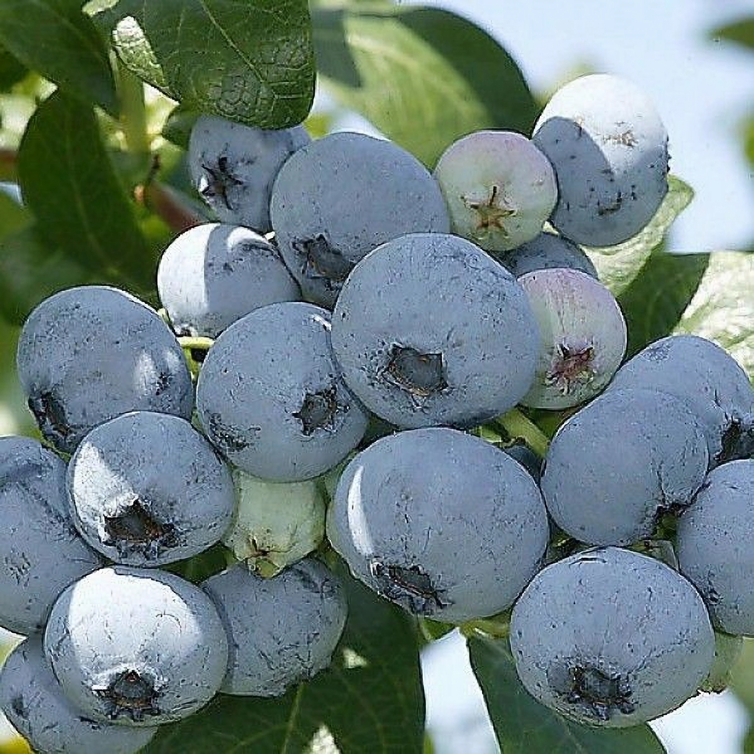 Превью изображения