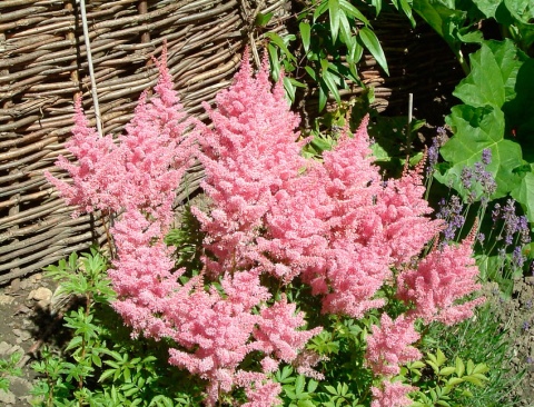 Превью изображения