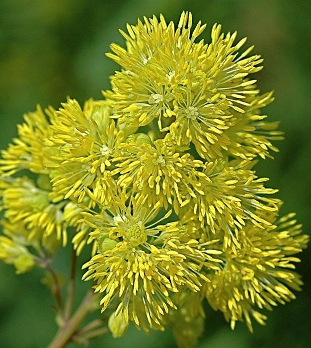 Превью изображения