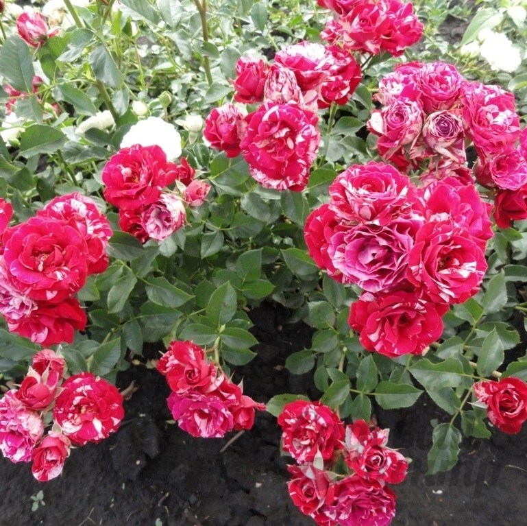 Превью изображения