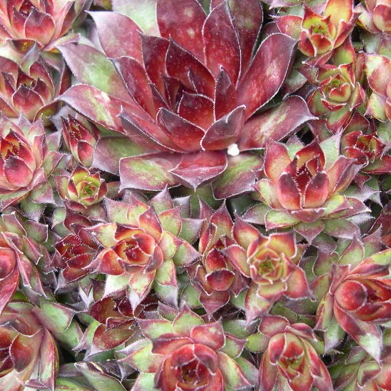 Превью изображения