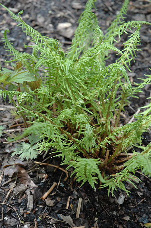 Превью изображения