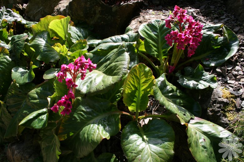 Превью изображения