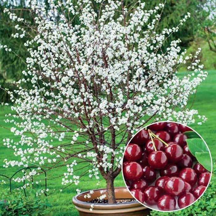 Превью изображения