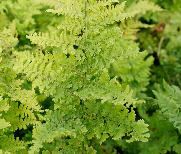 Превью изображения