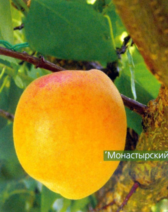 Превью изображения