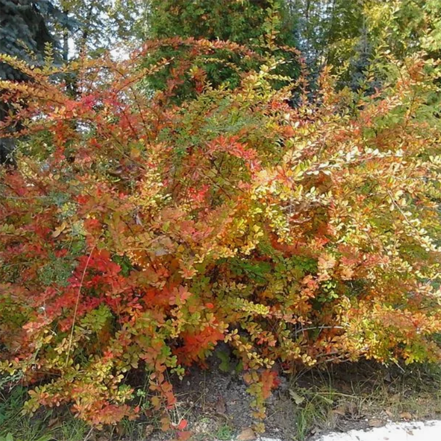 Превью изображения