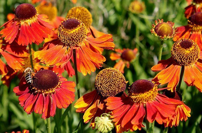 Превью изображения