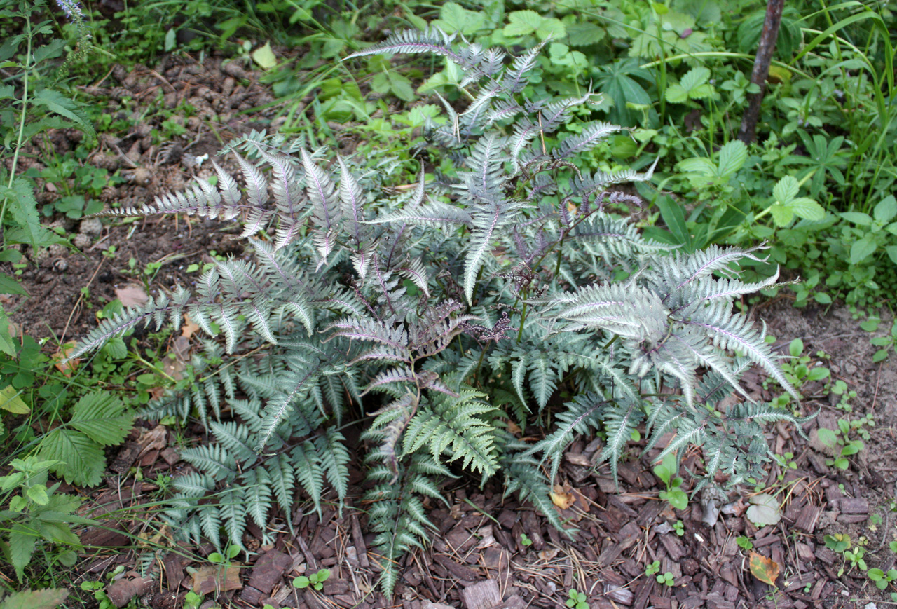 Превью изображения