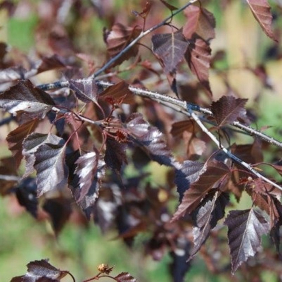 Превью изображения