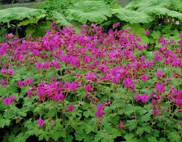 Превью изображения