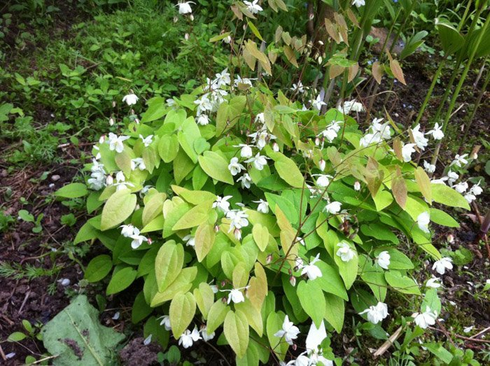 Превью изображения