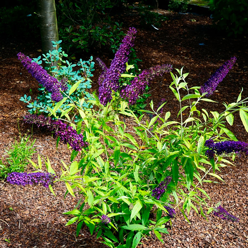 Превью изображения