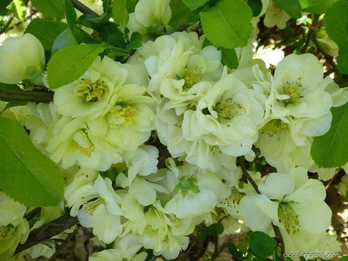 Превью изображения