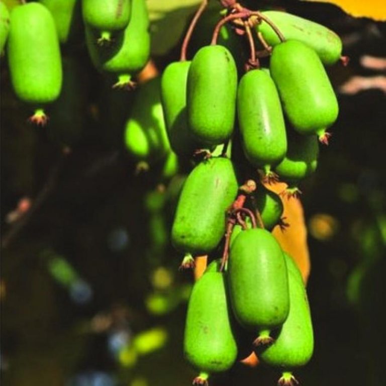 Превью изображения