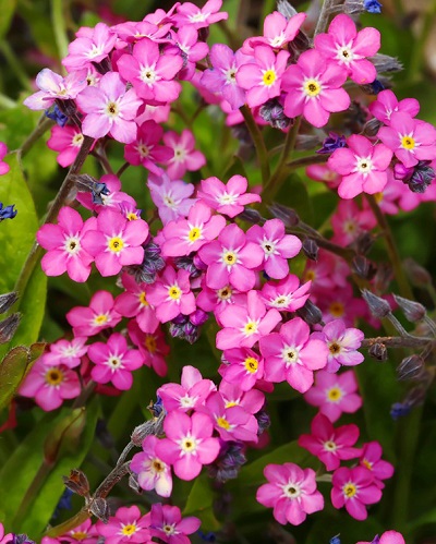 Превью изображения