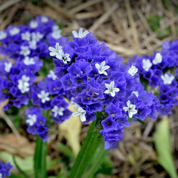 Превью изображения