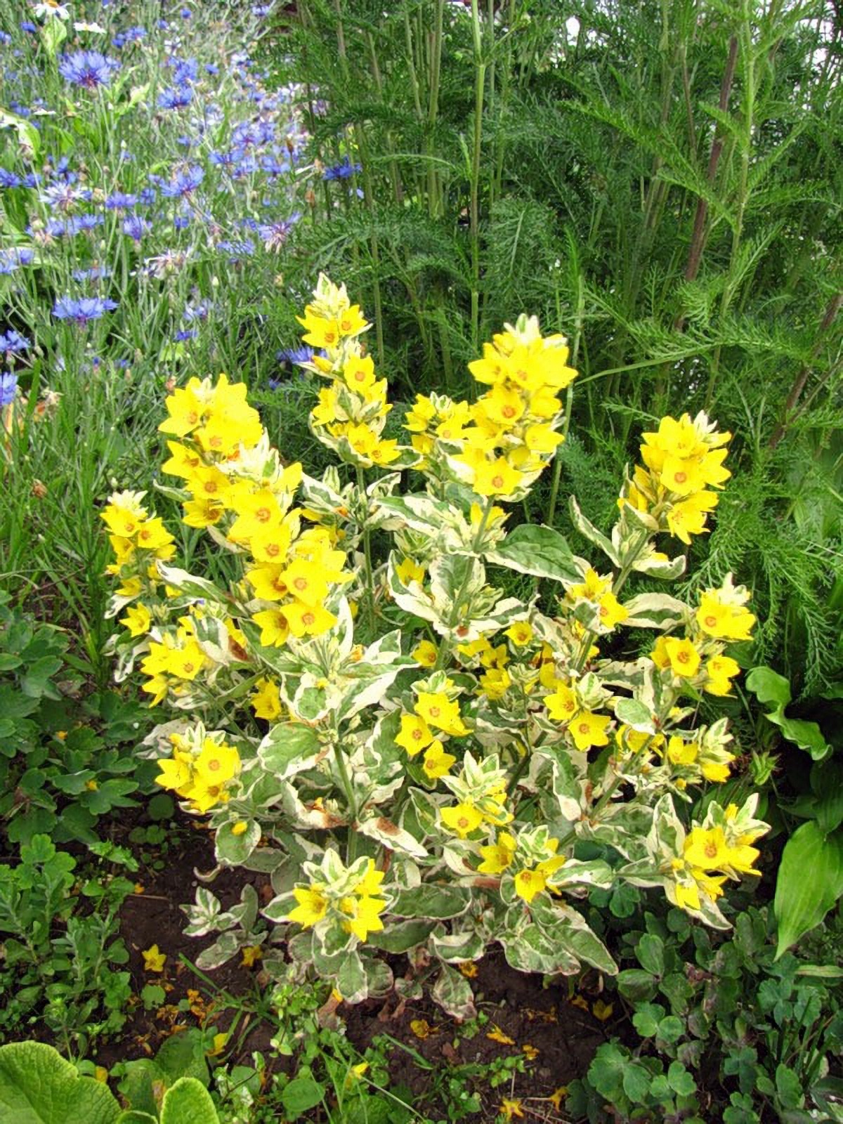 Превью изображения