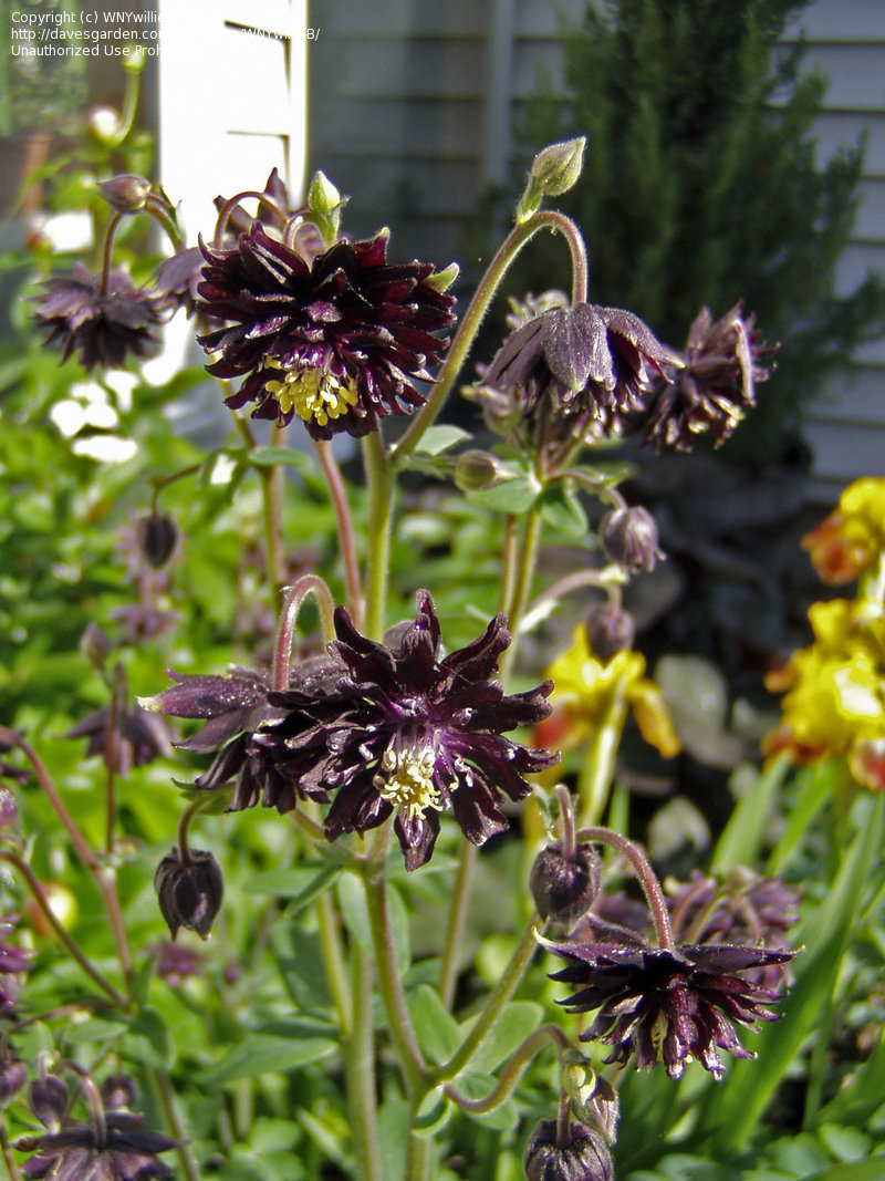 Превью изображения