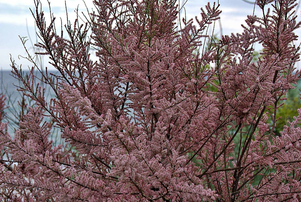 Превью изображения