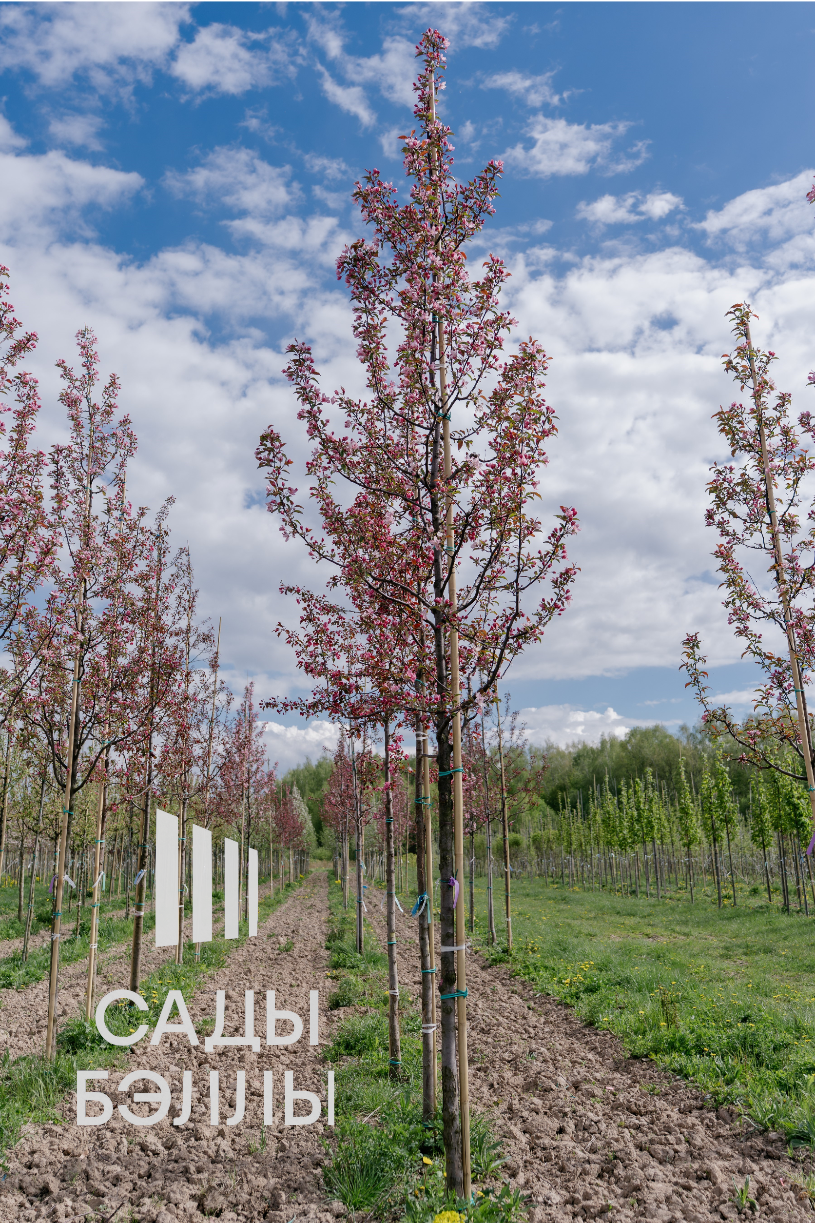 Превью изображения