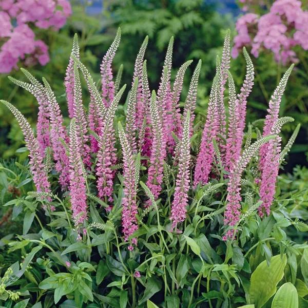 Превью изображения