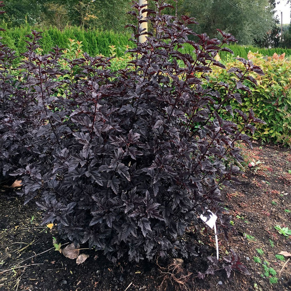 Превью изображения