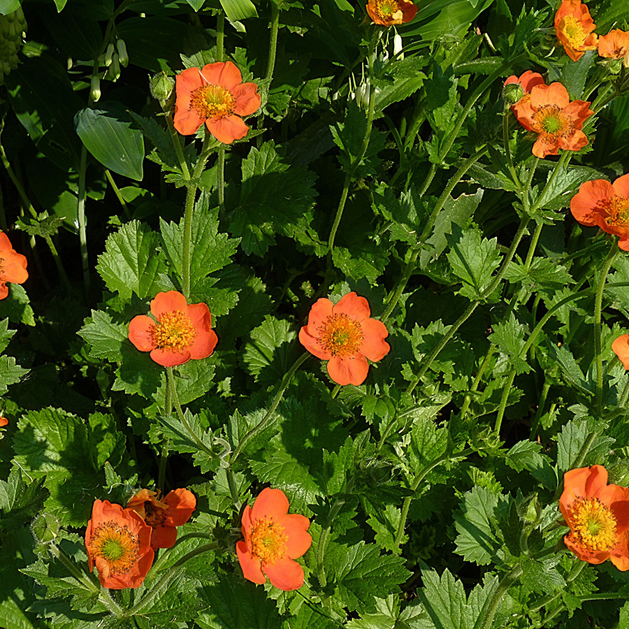 Превью изображения