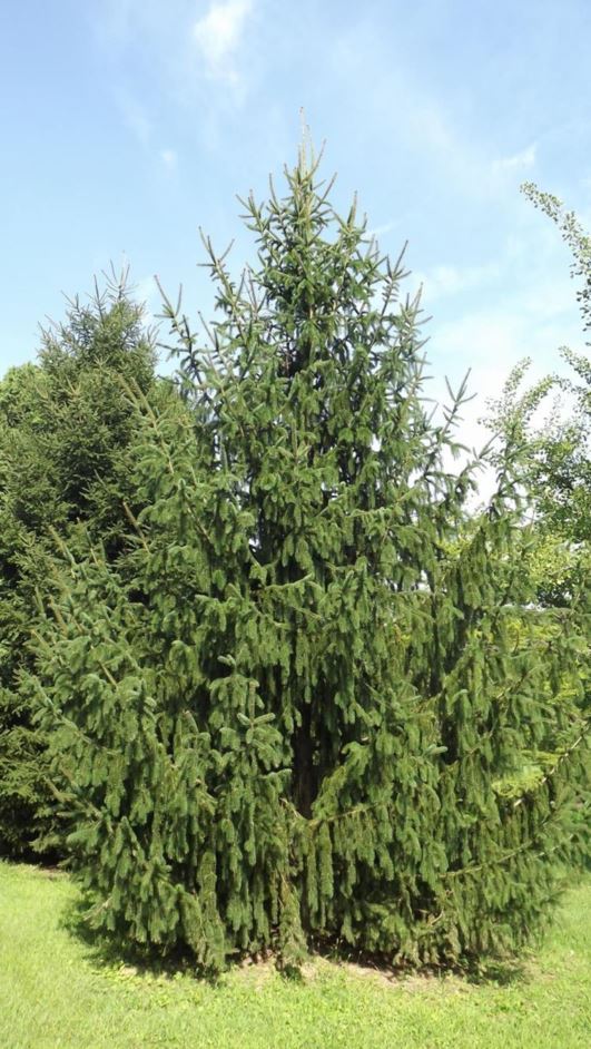 Превью изображения