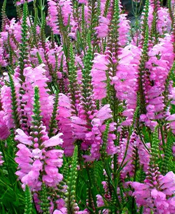 Превью изображения