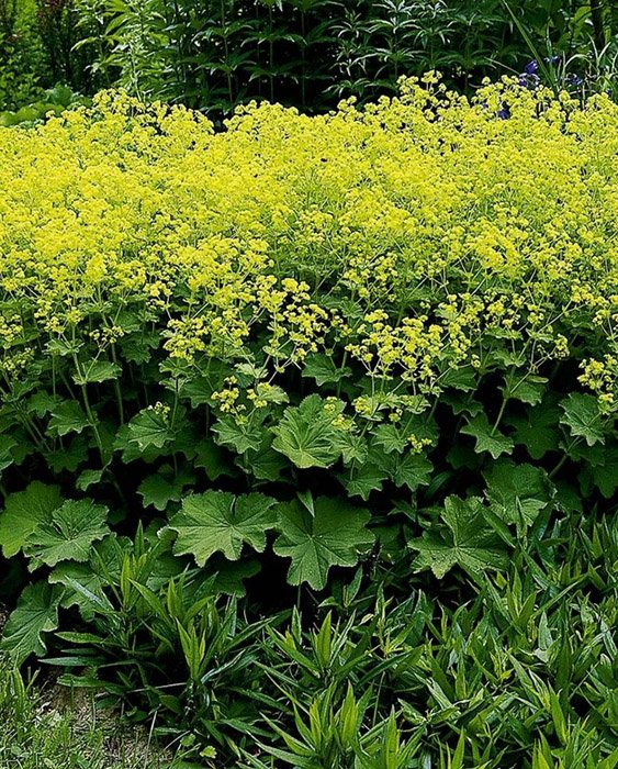 Превью изображения