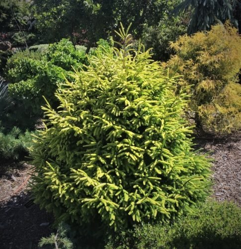 Превью изображения